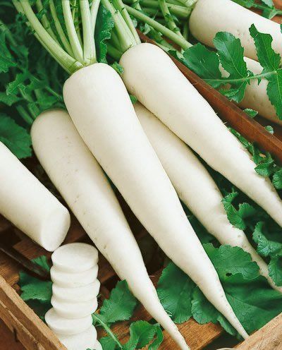 Radish (Mooli – मूली)